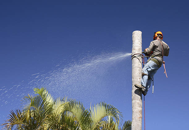 Professional Tree Care in Nelsonville, OH