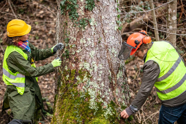 How Our Tree Care Process Works  in  Nelsonville, OH